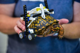La silla de ruedas de la tortuga fue creada por un entusiasta de LEGO.